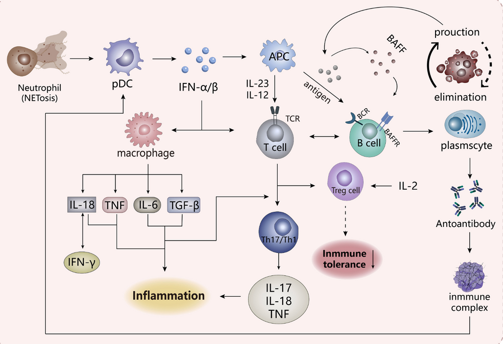 Understanding Skin Inflammation